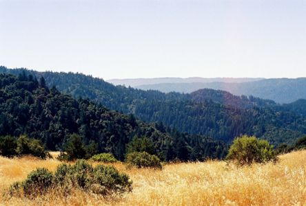 [Looking over a wheat-colored grassy field at multiple ridges thickly covered with dark green trees.]